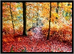 Las, Jesień, Drzewa