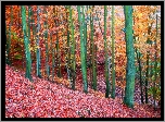 Las, Jesień, Drzewa