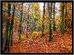 Las, Jesień, Drzewa