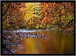 Jesień, Jesienne, Drzewa, Las, Rzeka
