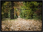 Jesień, Park, Las, Ścieżka