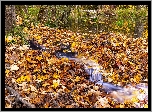 Jesień, Potok, Las, Liście