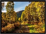 Jesień, Droga, Drzewa, Lasy, Wzgórza
