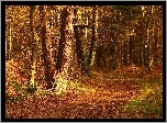 Jesień, Drzewa, Leśna, Droga