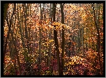 Jesień, Las liściasty, Drzewa