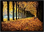 Jesień, Park, Aleja, Ławki, Liście, Drzewa