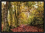 Jesień, Las, Ścieżka, Liście, Drzewa