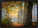 Jesień, Las, Drzewa, Pożółkłe, Liście, Mgła