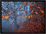 Jesień, Las, Jesienne, Drzewa, Liście, Mgła