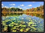Jesień, Las, Jezioro, Liście, Lilii