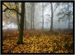 Jesień, Las, Mgła, Drzewa, Liście, Opadłe