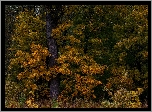 Jesień, Drzewa, Pożółkłe, Liście, Las