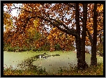 Jesień, Drzewa, Pożółkłe, Liście, Staw