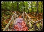 Jesień, Las, Liście, Most, Mchy, Paprocie