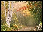 Jesień, Las, Brzozy, Drzewa, Mgła, Droga