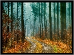 Jesień, Drzewa, Las, Mgła, Droga