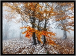 Jesień, Drzewa, Liście, Mgła, Śnieg