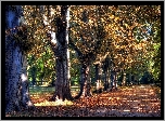 Jesień, Park, Aleja, Dęby, Opadłe, Liście