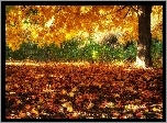 Jesień, Drzewo, Opadłe, Liście