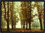 Jesień, Kasztanowce, Park, Mgła, Opadłe, Liście