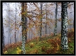 Jesień, Las, Drzewa, Paprocie, Mgła