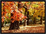 Jesień, Park