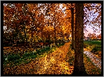 Jesień. Park
