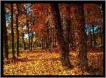Jesień, Park
