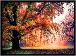 Park, Jesień, Drzewa