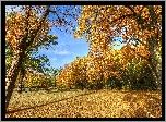 Park, Jesień, Drzewa