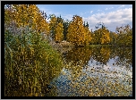 Polska, Warszawa, Park, Łazienki Królewskie, Staw, Drzewa, Liście, Jesień