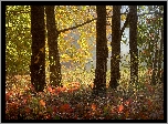 Jesień, Las, Kolorowe, Liście, Pnie, Drzewa