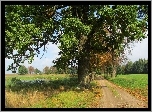 Jesień, Drzewo, Pole, Droga
