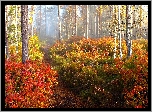 Jesień, Las, Ścieżka, Poranek, Mgła