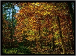 Jesień, Las, Ścieżka, Pożółkłe, Drzewa