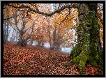 Jesień, Drzewa, Pożółkłe, Liście