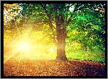 Jesień, Park, Promienie Słońca