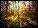Jesień, Las, Drzewa, Brzozy, Przebijające światło