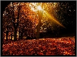 Jesień, Las, Przebijające, Światło