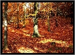 Jesień, Las, Przebijające Światło