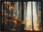 Jesień, Las, Mgła, Przebijające światło