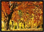 Jesień, Park, Opadłe, Liście, Przebijające, Światło
