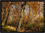 Jesień, Brzozy, Przy Drodze