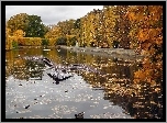 Jesień, Jezioro, Ptactwo, Wodne