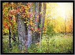 Jesień, Drzewa, Kolorowe, Liście, Rośliny, Słońce