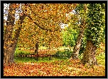 Jesień, Drzewa, Opadłe, Liście, Rzeczka, Park