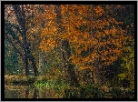 Jesień, Park, Drzewa, Rzeka, Mostek