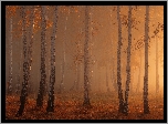 Jesień, Las, Brzozy, Mgła, Słoneczny blask