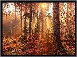 Jesień, Las, Drzewa, Przebijające światło, Słoneczne