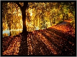 Jesień, Droga, Drzewo, Przebijające światło, Park